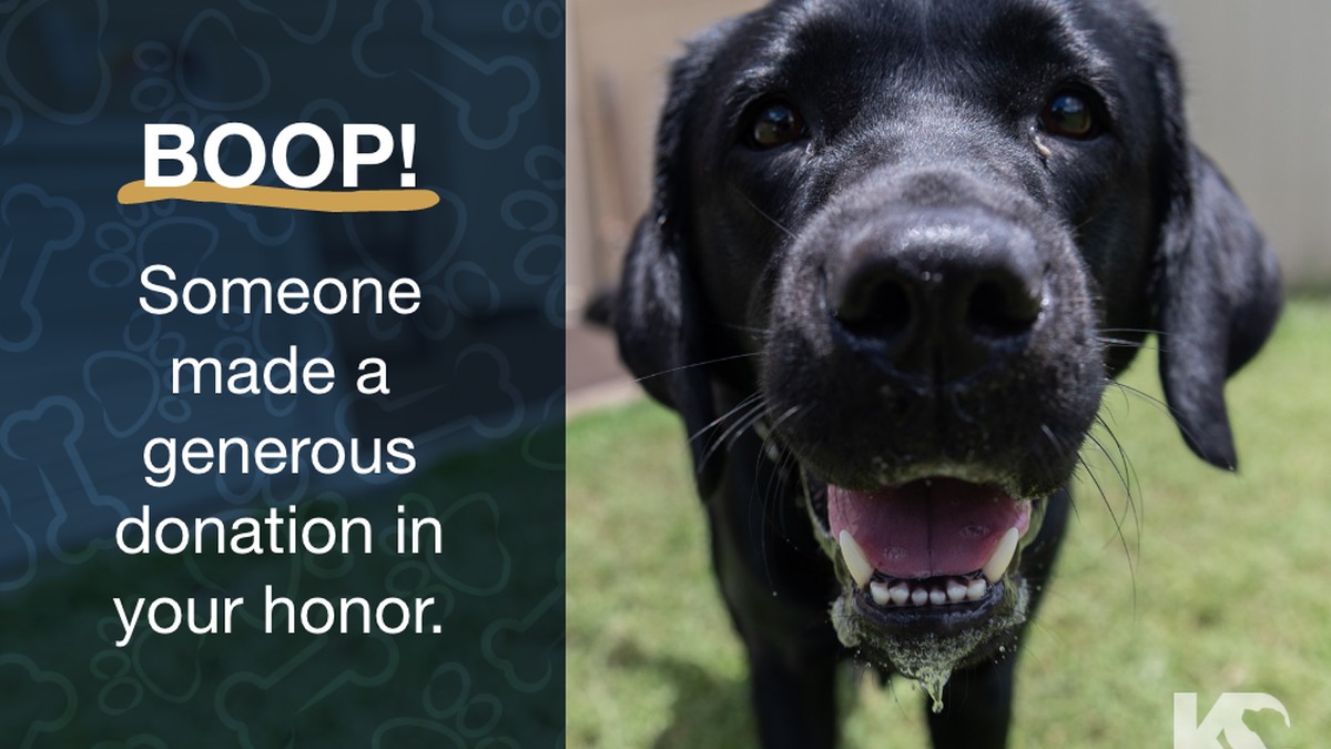 K9s For Warriors